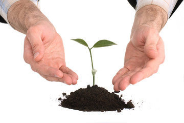 business men holding a plant between hands on white