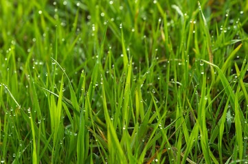 Fototapeta na wymiar morning dew green grass spring