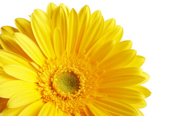 beautiful yellow flower petals closeup, path