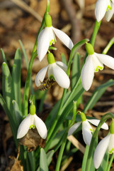 Snowdrop and a bee