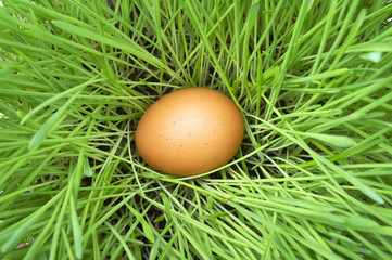 easter eggs in green grass
