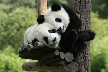 Stickers pour porte Panda Panda
