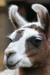 Lama-Porträt