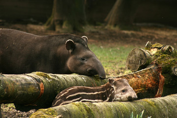Tapirbaby mit seinem Vater