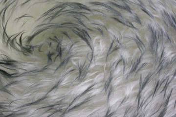 lambskin - fur background with a vortex pattern