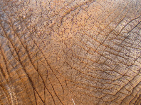 piel de elefante