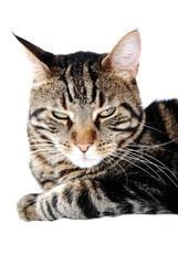 Obraz premium chat prédateur