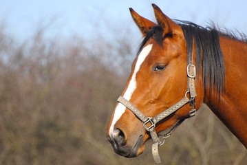 Obraz premium horse on nature 