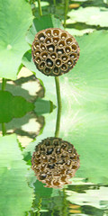 graines de lotus