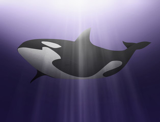 Killer Whale