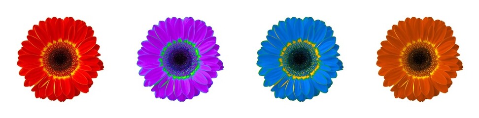 Gerbera 16