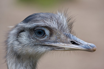 Der Kopf eines Nandu