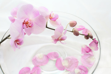 Fototapeta na wymiar Orchids care