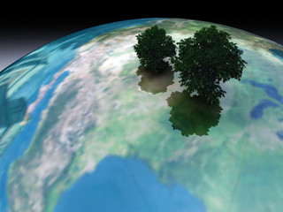 arbol 5 © juanjo