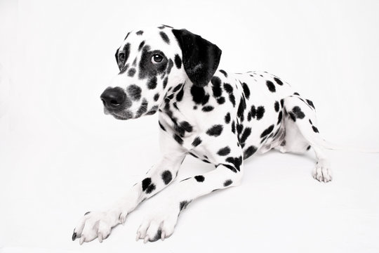 dalmatiner blick hundeblick schwarz wei&szlig;