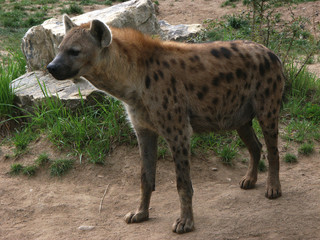 hyäne hyänen afrika steppe