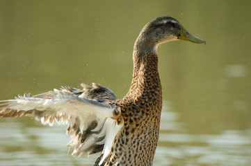 duck