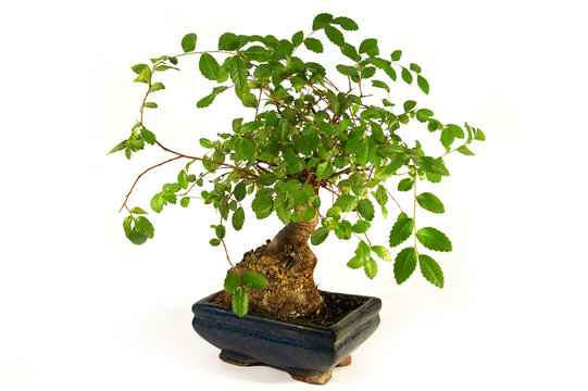 Bonsai. Little green tree