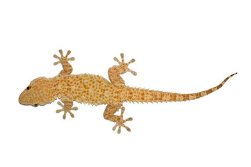 Naklejka premium small gecko lizard isolated against a white background