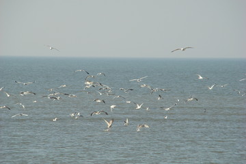 Vol de mouettes,baie de somme