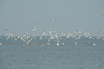 Vol de mouettes,baie de somme