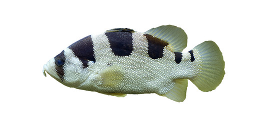 gestreifter Korallenfisch