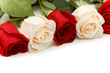 White and red roses isolated on the white