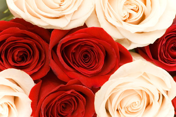 Close up of red and white roses