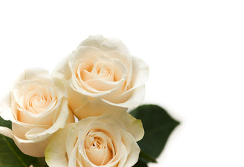 White roses isolated on the white background