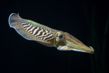 Cuttlefish