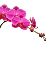 Fototapeta na wymiar Purple orchid on white background