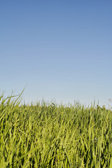 Obraz premium fields