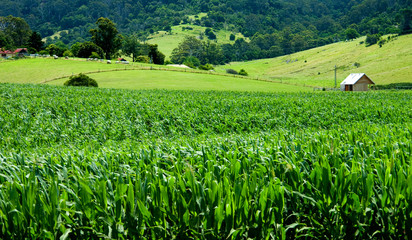 Cornfields