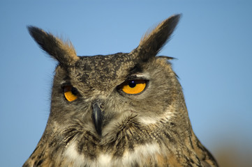 Eurasian Eagle Owl 3