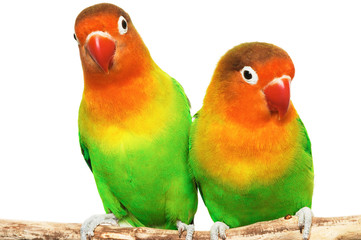 Obraz na płótnie Canvas Pair of lovebirds