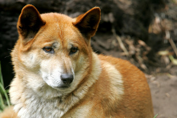 Australian Dingo
