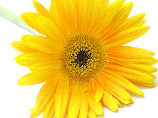 gerbera jaune