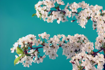 Branch of a blossoming cherry on a green background.