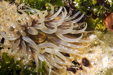 White Sea Anemone