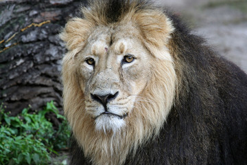 Fototapeta na wymiar Portait of a lion
