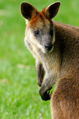 Australian Wallaby