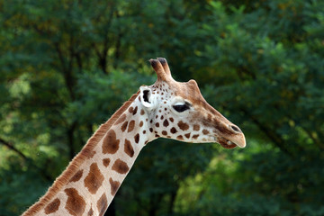 Giraffe head and neck portrait