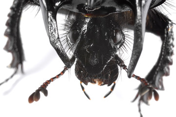 Taurus beetle head