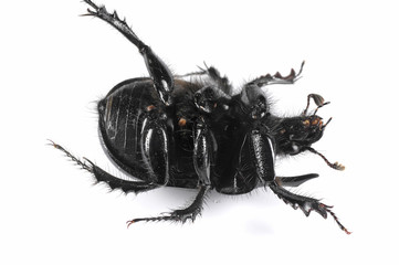 Taurus beetle fallen on back