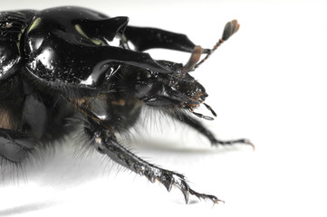 Taurus beetle portrait