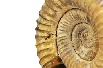 Isolated ammonite