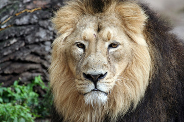 Fototapeta premium Sad lion looking in portrait