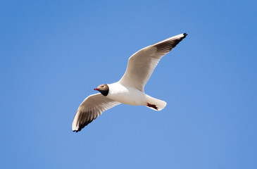 The seagull in flight
