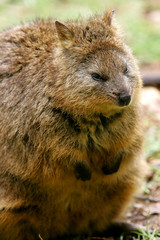 Naklejka premium Australian Quokka