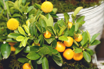 Citrus tree with fruits